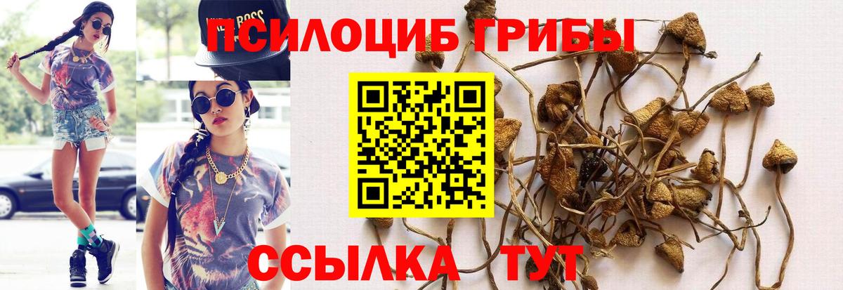 Псилоцибиновые грибы мухоморы  Вход с VPN  Дальнереченск  где найти   Псилоцибиновые грибы Magic Shrooms 